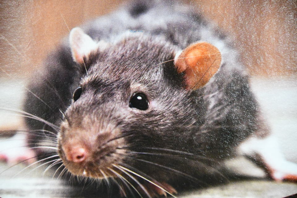 Rattenbekämpfung