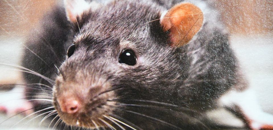 Rattenbekämpfung