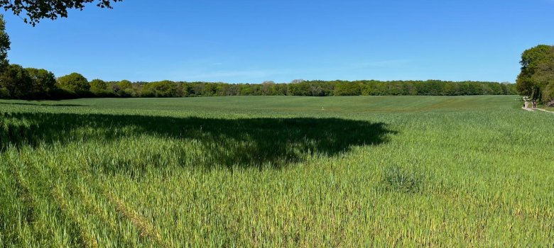 Landwirtschaftliche Fläche in Rathmannsdorf/Potenzialfläche Windpark