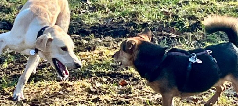 Hunde auf der Hundewiese Hunde auf der Hundewiese