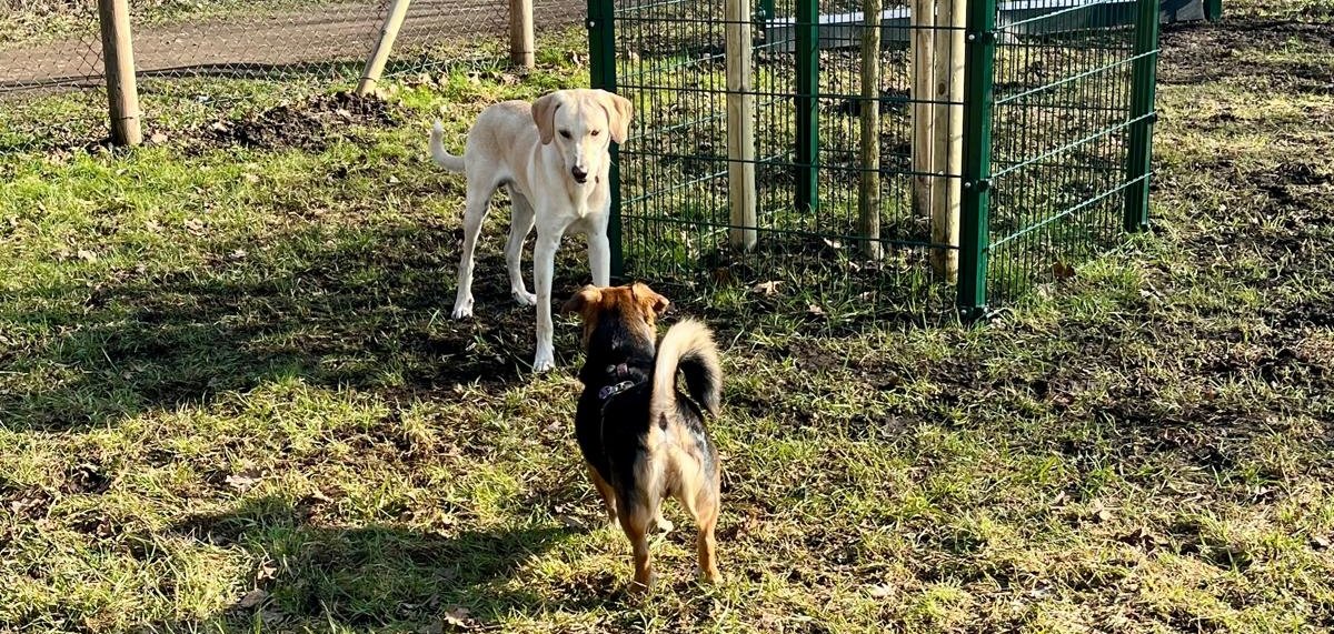 Hunde auf der Hundewiese