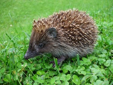 Igel