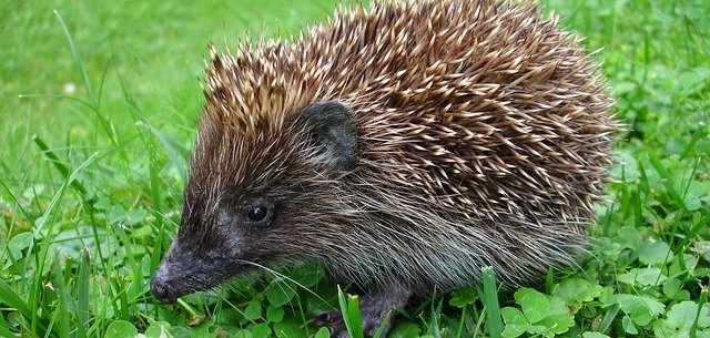 Igel